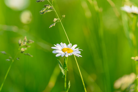 The Delicate Daisy Blooms Beautifully in a Lush and Green Field of Natures Wondersの写真素材