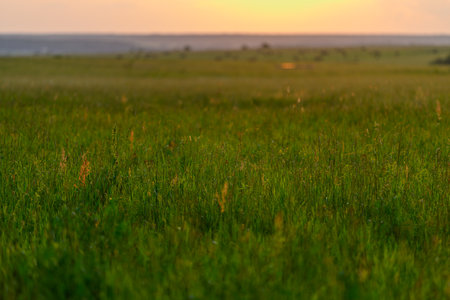 Experience the Serene Sunset That Graces the Lush Green Grassland Landscape with Beautyの写真素材