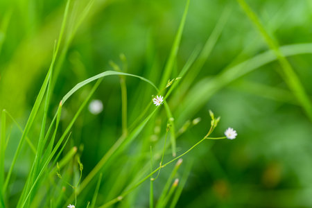 The green grass sways and white flowers together create a serene and beautiful scene