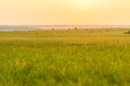 A Tranquil Sunset Over the Expansive and Lush Green Fields of the Beautiful Countrysideの写真素材