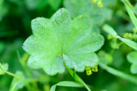 A Lush Green Leaf Bejeweled with Dew Drops in a Beautiful Natural Setting Outdoorsの写真素材