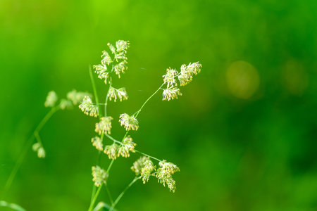 A Delicate and Beautiful Wildflower Gracefully Displayed Against a Lush Green Background