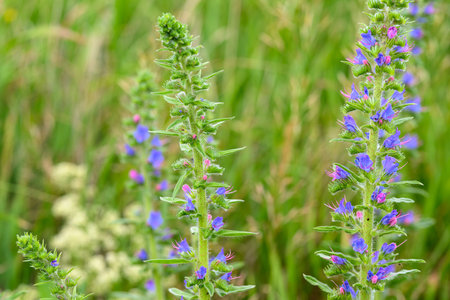 Experience the beauty of vibrant wildflowers thriving in their natural and organic habitat