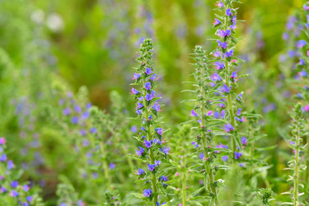 Vibrant and Colorful Wildflowers in Full Bloom, Beautifully Enhancing Natures Palette