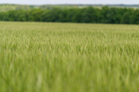 A Vibrant Green Field Spreads Out Beautifully and Expansively Under a Bright and Clear Sky Above Usの写真素材