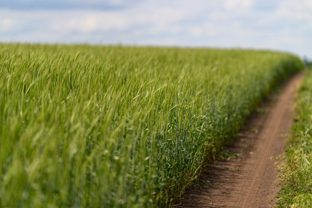 A Serene Farm Pathway Meandering through Lush Green Fields and Vibrant Vegetationの写真素材
