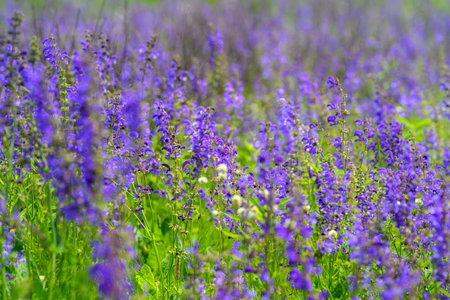 A Stunning Field of Beautiful Purple Flowers is in Full Bloom and Flourishing Wonderfullyの写真素材
