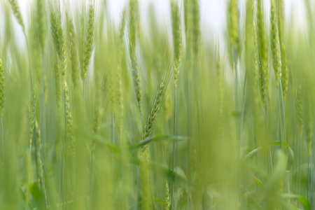 A Beautiful Lush Green Grass Field Overflowing with Tender Fresh Sprouts Under Soft Glowing Lightの写真素材