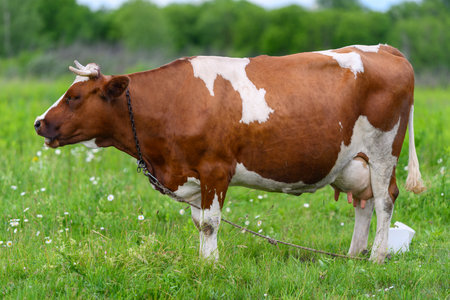 A Brown and White Cow Delightfully Grazing in a Lush Green Pasture Under the Sunlightの写真素材