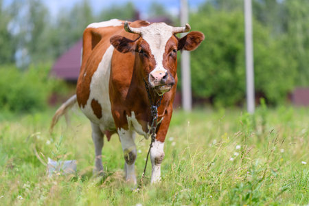 A Brown and White Cow in a Green Field