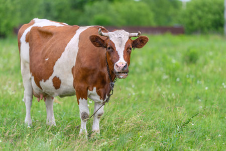 A Beautiful Brown and White Cow Grazing Peacefully in a Lush Green Field Under the Sky