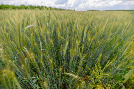 A Truly Stunning Golden Wheat Field Spreading Out Beneath a Bright Blue Sky Aboveの写真素材