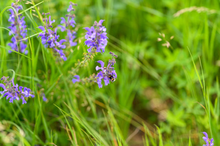 The Beautiful and Vibrant Purple Wildflowers Flourish in a Lush Green Field, Exuding Color and Life
