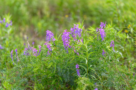 Vibrant Purple Wildflowers Flourishing in a Beautiful Lush Green Field Full of Life