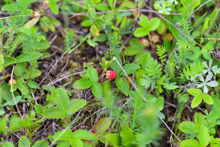 Wild Strawberries Are Beautifully Nestled Among the Lush Greenery in the Heart of Nature