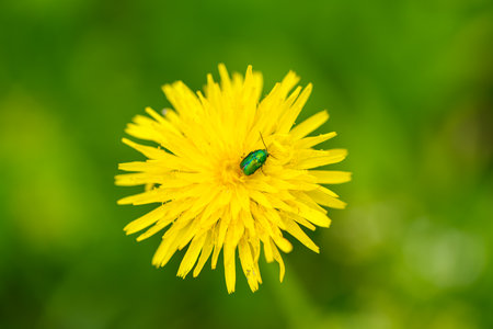 A Bright and Vibrant Yellow Dandelion with a Green Beetle in its Beautiful Natural Settingの写真素材