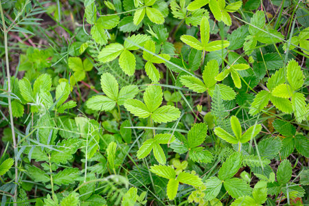 Vibrant Green Leaves Are Abundant in the Beauty of Nature That Surrounds Us Every Day