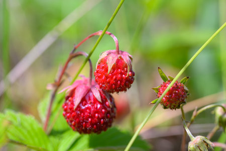 Uncovering the Delight of Wild Strawberries that Flourish Naturally in Natures Splendor and Bountyの写真素材