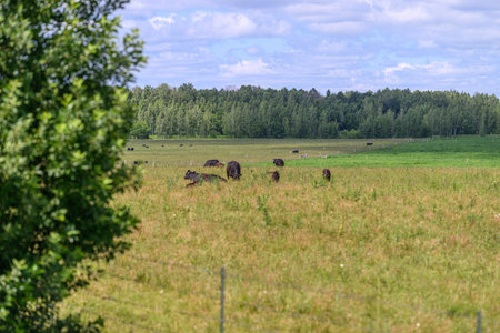 A Serene and Idyllic Pastoral Landscape with Cattle Grazing Under Beautiful Blue Skiesの写真素材