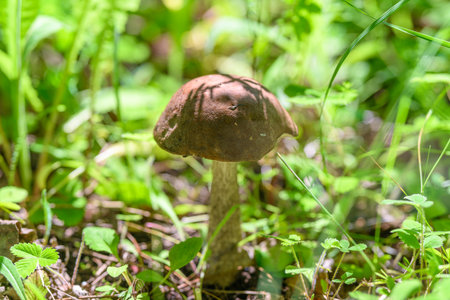 CloseUp of a Wild Mushroom Nestled and Surrounded by Lush Greenery and Natures Beautyの写真素材