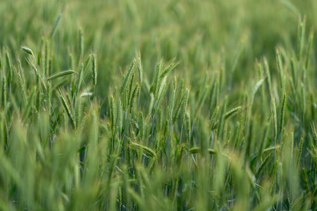 A Beautiful and Lush Green Wheat Field Surrounded by Vibrant Nature During the Dawn Timeの写真素材