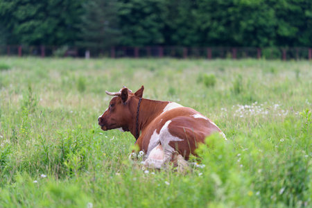 A Cow Resting in the Lush Green Pasture Under the Sunlightの写真素材