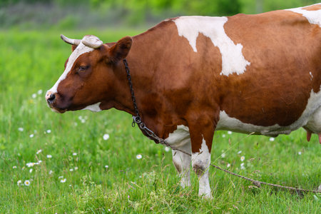 A Brown and White Cow is Grazing Peacefully in a Lush Green Pasture on a Sunny Dayの写真素材