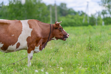A Brown and White Cow Grazing Calmly in a Beautiful Green Field Under the Clear Skyの写真素材