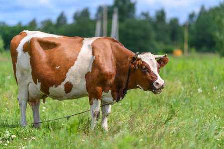 A beautiful brown and white cow stands peacefully in a lush green field on a sunny day