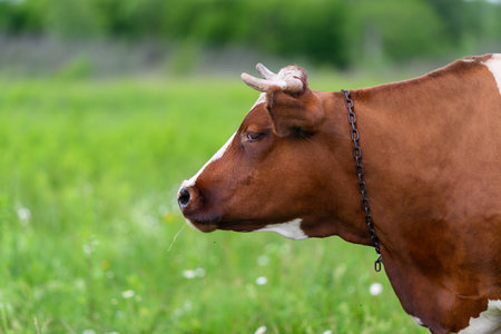 A Serene and Peaceful Profile of a Brown Cow Grazing in a Lush Green Pasture Settingの写真素材