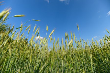 A Beautiful, Lush Green Field Underneath a Expansive and Clear Bright Blue Sky Aboveの写真素材