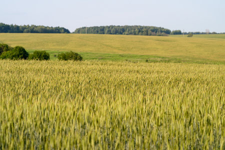 Vast and Expansive Fields of Golden Wheat Stretching Under a Clear and Brilliant Blue Skyの写真素材