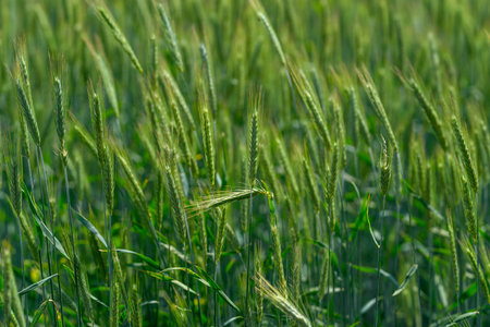 A Beautiful Lush Green Wheat Field That Is Fully Ready for the Upcoming Harvest Seasonの写真素材