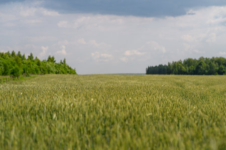 A Vast and Expansive Green Field Sprawls Beneath Dramatic and Captivating Skies Aboveの写真素材