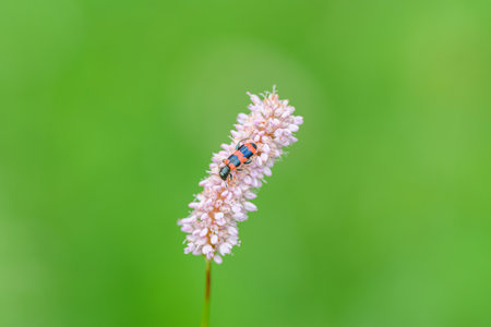 Closeup of a stunning insect on a delicate flower stem, against a vibrant green backgroundの写真素材
