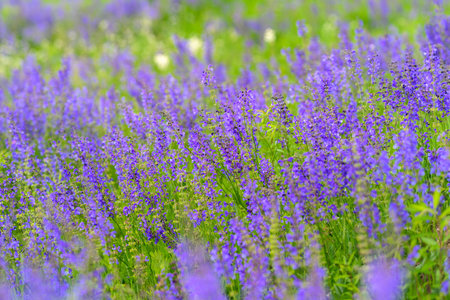 A Display of Vibrant Purple Wildflowers Flourishing in Full Bloom Across the Fieldsの写真素材