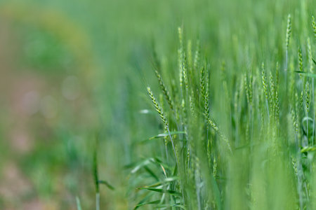 A Lush Green Grass Field Adorned with Dew Drops in Soft and Dreamy Focus for Aesthetic Appealの写真素材