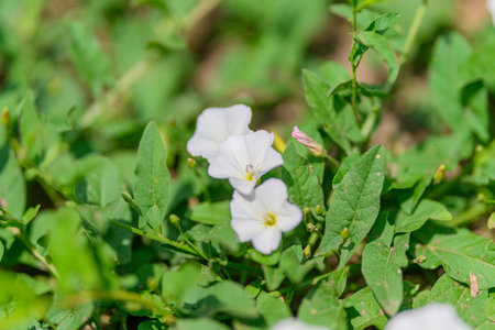 Delicate and elegant white flowers bloom beautifully amidst the lush greenery surrounding themの写真素材