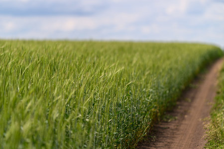 A beautiful lush green field featuring a dirt path and adorned by a striking blue skyの写真素材
