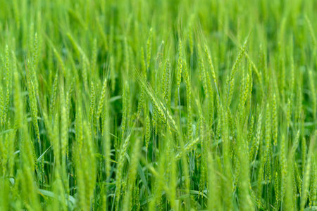 A Vast and Lush Green Grain Field Spreads Out Beneath a Bright and Clear Blue Sky Above Itの写真素材