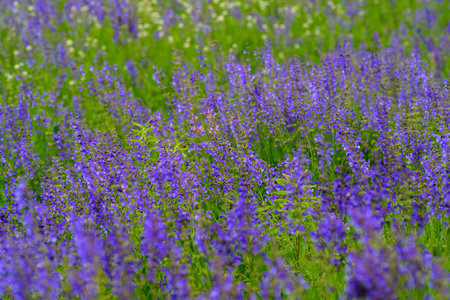 Vibrant Purple Wildflowers Blooming Beautifully in a Lush Green Field Under Clear Skiesの写真素材