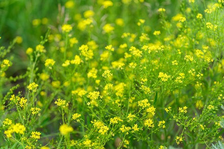 A Stunning Display of Vibrant Yellow Wildflowers Blooming Beautifully in Natures Splendorの写真素材