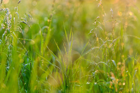 Lush, vibrant green grass covers the sunny meadow, accentuated beautifully with morning dewの写真素材