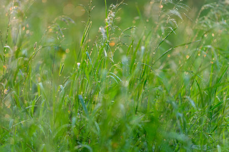 Lush Green Grass with Beautiful Dewdrops Sparkling Brightly in the Morning Sunlightの写真素材
