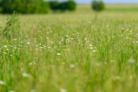A Lush Green Meadow Filled with Various Wildflowers in the Beautiful Springtime Seasonの写真素材