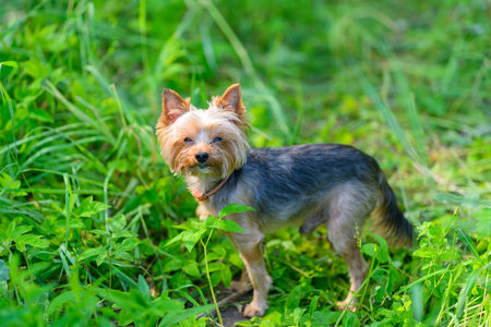 A delightful and cute Yorkshire Terrier frolicking in the lush, vibrant green grassの写真素材