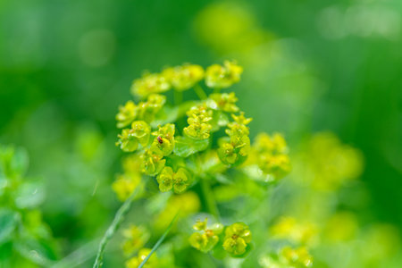 Vibrant and Lush Green Flora Accompanied by Delicate and Beautiful Yellow Bloomsの写真素材