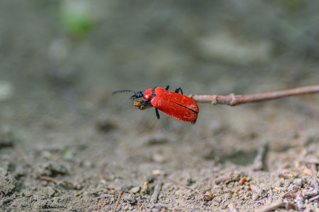 A strikingly vivid red beetle is seen crawling on a branch within its natural habitatの写真素材