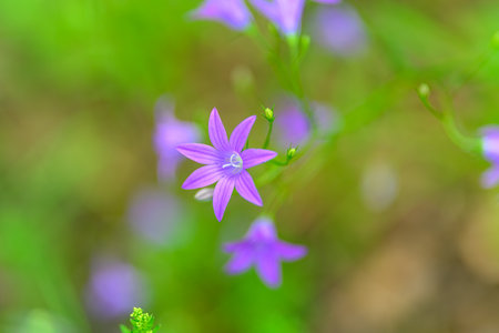 Delicate Purple Wildflower in Natures Beautiful Embrace Amongst the Blossoming Landscapeの写真素材