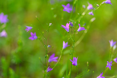Delicate and Vibrant Purple Wildflowers Flourishing Beautifully in Their Natural Habitatの写真素材